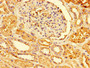 Immunohistochemistry of paraffin-embedded human kidney tissue using CAC07720 at dilution of 1:100