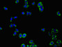 Immunofluorescent analysis of HepG2 cells using CAC07720 at dilution of 1:100 and Alexa Fluor 488-congugated AffiniPure Goat Anti-Rabbit IgG(H+L)