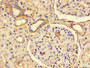 Immunohistochemistry of paraffin-embedded human kidney tissue using CAC07736 at dilution of 1:100 Immunohistochemistry of paraffin-embedded human kidney tissue using CAC07736 at dilution of 1:100