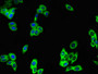 Immunofluorescent analysis of HepG2 cells using CAC07736 at dilution of 1:100 and Alexa Fluor 488-congugated AffiniPure Goat Anti-Rabbit IgG(H+L) Immunofluorescent analysis of HepG2 cells using CAC07736 at dilution of 1:100 and Alexa Fluor 488-congugated AffiniPure Goat Anti-Rabbit IgG(H+L)