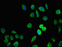 Immunofluorescent analysis of A549 cells using CAC07742 at dilution of 1:100 and Alexa Fluor 488-congugated AffiniPure Goat Anti-Rabbit IgG(H+L)