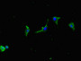 Immunofluorescent analysis of U251 cells using CAC07752 at dilution of 1:100 and Alexa Fluor 488-congugated AffiniPure Goat Anti-Rabbit IgG(H+L)