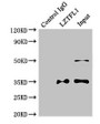 Immunoprecipitating LZTFL1 in HepG2 whole cell lysate; , Lane 1: Rabbit control IgG instead of (1µg) instead in HepG2 whole cell lysate. For western blotting, a HRP-conjugated light chain specific antibody was used as the Secondary antibody (1/50000); , Lane 2: CAC07752 (4µg) + HepG2 whole cell lysate (500µg); , Lane 3: HepG2 whole cell lysate (20µg)