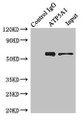 Immunoprecipitating ATP5A1 in Hela whole cell lysate; , Lane 1: Rabbit control IgG instead of (1?g) instead in Hela whole cell lysate., For western blotting, a HRP-conjugated light chain specific antibody was used as the Secondary antibody (1/50000); , Lane 2: CAC07761 (4?g) + Hela whole cell lysate (500?g); , Lane 3: Hela whole cell lysate (20?g);