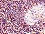Immunohistochemistry of paraffin-embedded human spleen tissue using CAC07762 at dilution of 1:100