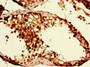 Immunohistochemistry of paraffin-embedded human testis tissue using CAC07763 at dilution of 1:100