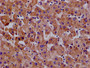 Immunohistochemistry of paraffin-embedded human pancreatic tissue using CAC07777 at dilution of 1:100