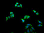 Immunofluorescent analysis of PC-3 cells using CAC07777 at dilution of 1:100 and Alexa Fluor 488-congugated AffiniPure Goat Anti-Rabbit IgG(H+L)