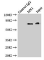 Immunoprecipitating MX1 in Hela whole cell lysate; , Lane 1: Rabbit control IgG instead of (1µg) instead in Hela whole cell lysate., For western blotting, a HRP-conjugated light chain specific antibody was used as the Secondary antibody (1/50000); , Lane 2: CAC07777 (4µg) + Hela whole cell lysate (500µg); , Lane 3: Hela whole cell lysate (20µg);