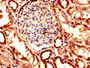 Immunohistochemistry of paraffin-embedded human kidney tissue using CAC07805 at dilution of 1:100