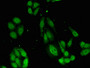 Immunofluorescent analysis of HepG2 cells using CAC07950 at dilution of 1:100 and Alexa Fluor 488-congugated AffiniPure Goat Anti-Rabbit IgG(H+L)