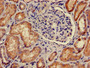 Immunohistochemistry of paraffin-embedded human kidney tissue using CAC08017 at dilution of 1:100
