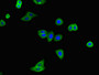 Immunofluorescent analysis of HepG2 cells using CAC08114 at dilution of 1:100 and Alexa Fluor 488-congugated AffiniPure Goat Anti-Rabbit IgG(H+L)