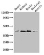 Western Blot; Positive WB detected in: Mouse heart tissue, Mouse kidney tissue, Mouse brain tissue, Mouse skeletal muscle tissue; All lanes: PARD6G antibody at 3.4µg/ml; Secondary; Goat polyclonal to rabbit IgG at 1/50000 dilution; Predicted band size: 41, 13 kDa; Observed band size: 41 kDa;