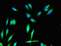 Immunofluorescent analysis of Hela cells using CAC08126 at dilution of 1:100 and Alexa Fluor 488-congugated AffiniPure Goat Anti-Rabbit IgG(H+L)