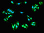 Immunofluorescent analysis of HepG2 cells using CAC08144 at dilution of 1:100 and Alexa Fluor 488-congugated AffiniPure Goat Anti-Rabbit IgG(H+L)