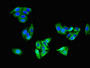 Immunofluorescent analysis of HepG2 cells using CAC08147 at dilution of 1:100 and Alexa Fluor 488-congugated AffiniPure Goat Anti-Rabbit IgG(H+L)