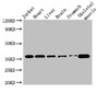 Western Blot; Positive WB detected in: Jurkat whole cell lysate, Mouse heart tissue, Mouse brain tissue, Mouse kidney tissue, Mouse stomach tissue, Mouse skeletal muscle tissue; All lanes: USE1 antibody at 2.8µg/ml; Secondary; Goat polyclonal to rabbit IgG at 1/50000 dilution; Predicted band size: 30, 17, 16 kDa; Observed band size: 36 kDa;