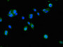 Immunofluorescent analysis of HepG2 cells using CAC08172 at dilution of 1:100 and Alexa Fluor 488-congugated AffiniPure Goat Anti-Rabbit IgG(H+L)