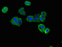 Immunofluorescent analysis of HepG2 cells using CAC08174 at dilution of 1:100 and Alexa Fluor 488-congugated AffiniPure Goat Anti-Rabbit IgG(H+L) Immunofluorescent analysis of HepG2 cells using CAC08174 at dilution of 1:100 and Alexa Fluor 488-congugated AffiniPure Goat Anti-Rabbit IgG(H+L)