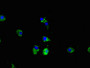 Immunofluorescent analysis of Hela cells using CAC08175 at dilution of 1:100 and Alexa Fluor 488-congugated AffiniPure Goat Anti-Rabbit IgG(H+L)