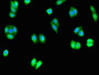Immunofluorescent analysis of HepG2 cells using CAC08179 at dilution of 1:100 and Alexa Fluor 488-congugated AffiniPure Goat Anti-Rabbit IgG(H+L)