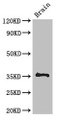 Western Blot; Positive WB detected in: Mouse brain tissue; All lanes: NPL antibody at 3µg/ml; Secondary; Goat polyclonal to rabbit IgG at 1/50000 dilution; Predicted band size: 36, 34, 32, 27, 13 kDa; Observed band size: 36 kDa
