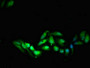Immunofluorescent analysis of HepG2 cells using CAC08197 at dilution of 1:100 and Alexa Fluor 488-congugated AffiniPure Goat Anti-Rabbit IgG(H+L)