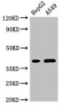 Western Blot; Positive WB detected in: HepG2 whole cell lysate, A549 whole cell lysate; All lanes: FOXI1 antibody at 3µg/ml; Secondary; Goat polyclonal to rabbit IgG at 1/50000 dilution; Predicted band size: 41, 31 kDa; Observed band size: 41 kDa