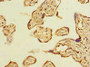 Immunohistochemistry of paraffin-embedded human placenta tissue using CAC08204 at dilution of 1:100 Immunohistochemistry of paraffin-embedded human placenta tissue using CAC08204 at dilution of 1:100