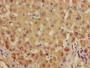Immunohistochemistry of paraffin-embedded human liver tissue using CAC08211 at dilution of 1:100