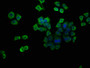 Immunofluorescence staining of PC-3 cells with CAC08212 at 1:133, counter-stained with DAPI. The cells were fixed in 4% formaldehyde, permeabilized using 0.2% Triton X-100 and blocked in 10% normal Goat Serum. The cells were then incubated with the antibody overnight at 4°C. The secondary antibody was Alexa Fluor 488-congugated AffiniPure Goat Anti-Rabbit IgG(H+L).