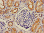 Immunohistochemistry of paraffin-embedded human kidney tissue using CAC08212 at dilution of 1:100