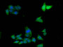 Immunofluorescence staining of HepG2 cells with CAC08213 at 1:133,counter-stained with DAPI. The cells were fixed in 4% formaldehyde, permeabilized using 0.2% Triton X-100 and blocked in 10% normal Goat Serum. The cells were then incubated with the antibody overnight at 4°C.The secondary antibody was Alexa Fluor 488-congugated AffiniPure Goat Anti-Rabbit IgG (H+L).