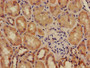 Immunohistochemistry of paraffin-embedded human kidney tissue using CAC08214 at dilution of 1:100