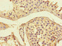 Immunohistochemistry of paraffin-embedded human testis tissue using CAC08215 at dilution of 1:100
