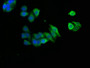 Immunofluorescence staining of HepG2 cells with CAC08233 at 1:166, counter-stained with DAPI. The cells were fixed in 4% formaldehyde, permeabilized using 0.2% Triton X-100 and blocked in 10% normal Goat Serum. The cells were then incubated with the antibody overnight at 4°C. The secondary antibody was Alexa Fluor 488-congugated AffiniPure Goat Anti-Rabbit IgG(H+L).