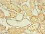 Immunohistochemistry of paraffin-embedded human kidney tissue using CAC08240 at dilution of 1:100