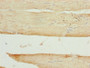 Immunohistochemistry of paraffin-embedded human skeletal muscle tissue using CAC08246 at dilution of 1:100