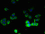 Immunofluorescent analysis of A431 cells using CAC08252 at dilution of 1:100 and Alexa Fluor 488-congugated AffiniPure Goat Anti-Rabbit IgG(H+L)