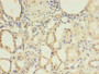 Immunohistochemistry of paraffin-embedded human kidney tissue using CAC08260 at dilution of 1:100