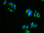 Immunofluorescence staining of HepG2 cells with CAC08260 at 1:333, counter-stained with DAPI. The cells were fixed in 4% formaldehyde, permeabilized using 0.2% Triton X-100 and blocked in 10% normal Goat Serum. The cells were then incubated with the antibody overnight at 4°C. The secondary antibody was Alexa Fluor 488-congugated AffiniPure Goat Anti-Rabbit IgG(H+L).