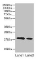 Western blot; All lanes: Bovine milk Beta-lactoglobulin antibody at 2µg/ml; Lane 1: Bovine milk Beta-lactoglobulin at 0.1mg/ml; Lane 2: Bovine milk Beta-lactoglobulin at 10µg/ml; Secondary; Goat polyclonal to rabbit IgG at 1/15000 dilution; Predicted band size: 18 kDa; Observed band size: 18 kDa