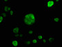 Immunofluorescence staining of MCF-7 cells with CAC08265 at 1:120, counter-stained with DAPI. The cells were fixed in 4% formaldehyde, permeabilized using 0.2% Triton X-100 and blocked in 10% normal Goat Serum. The cells were then incubated with the antibody overnight at 4°C. The secondary antibody was Alexa Fluor 488-congugated AffiniPure Goat Anti-Rabbit IgG(H+L).