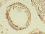 Immunohistochemistry of paraffin-embedded human testis tissue using CAC08268 at dilution of 1:100