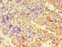 Immunohistochemistry of paraffin-embedded human pancreatic tissue using CAC08276 at dilution of 1:100