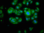 Immunofluorescence staining of HepG2 cells with CAC08282 at 1:100, counter-stained with DAPI. The cells were fixed in 4% formaldehyde, permeabilized using 0.2% Triton X-100 and blocked in 10% normal Goat Serum. The cells were then incubated with the antibody overnight at 4°C. The secondary antibody was Alexa Fluor 488-congugated AffiniPure Goat Anti-Rabbit IgG(H+L).