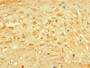 Immunohistochemistry of paraffin-embedded human placenta tissue using CAC08312 at dilution of 1:100
