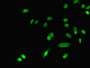 Immunofluorescent analysis of A549 cells using CAC08361 at dilution of 1:100 and Alexa Fluor 488-congugated AffiniPure Goat Anti-Rabbit IgG(H+L)