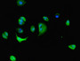 Immunofluorescent analysis of MCF-7 cells using CAC08370 at dilution of 1:100 and Alexa Fluor 488-congugated AffiniPure Goat Anti-Rabbit IgG(H+L)